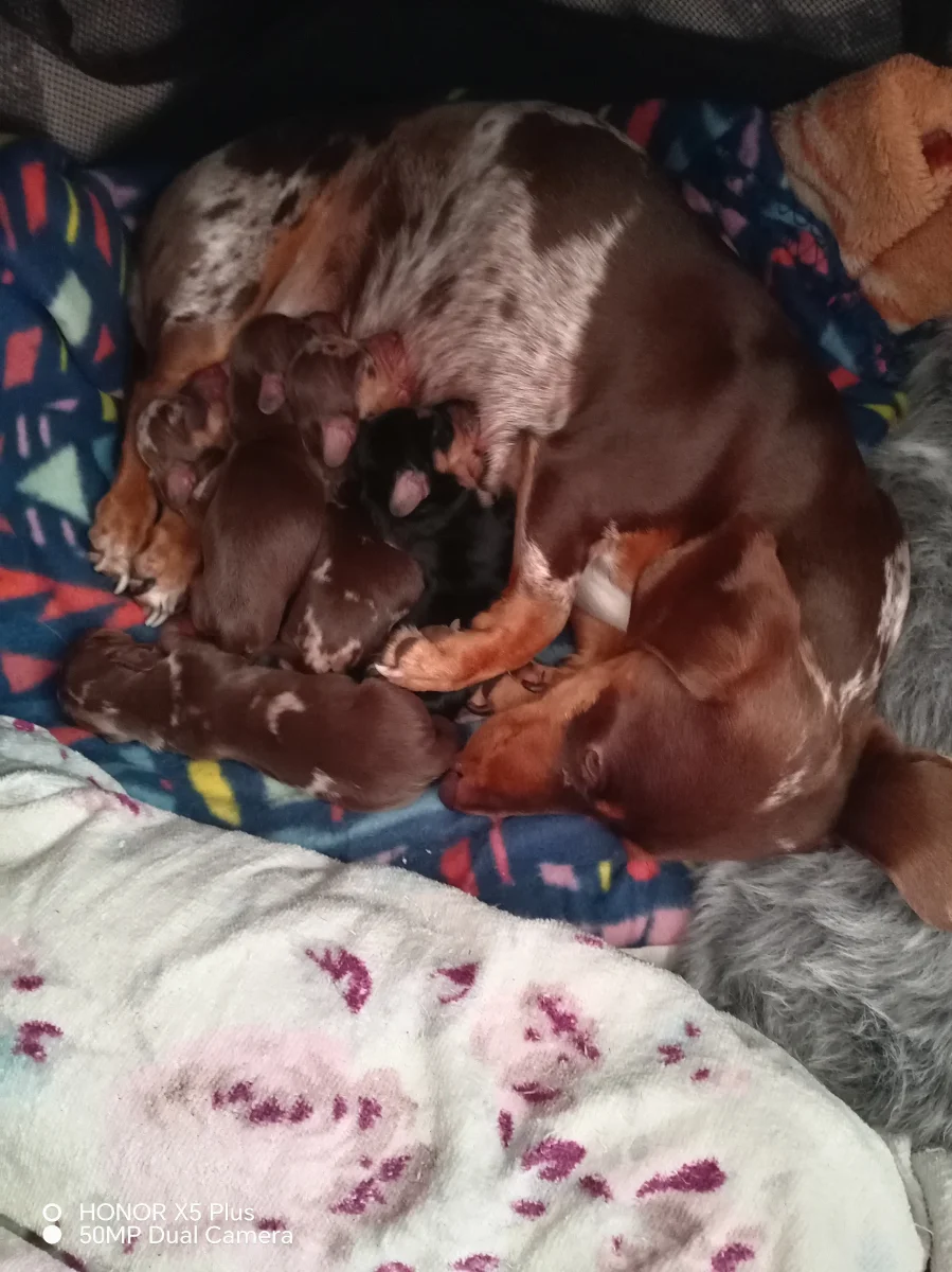 Miniature Dachshund from Dachshund Minnie's