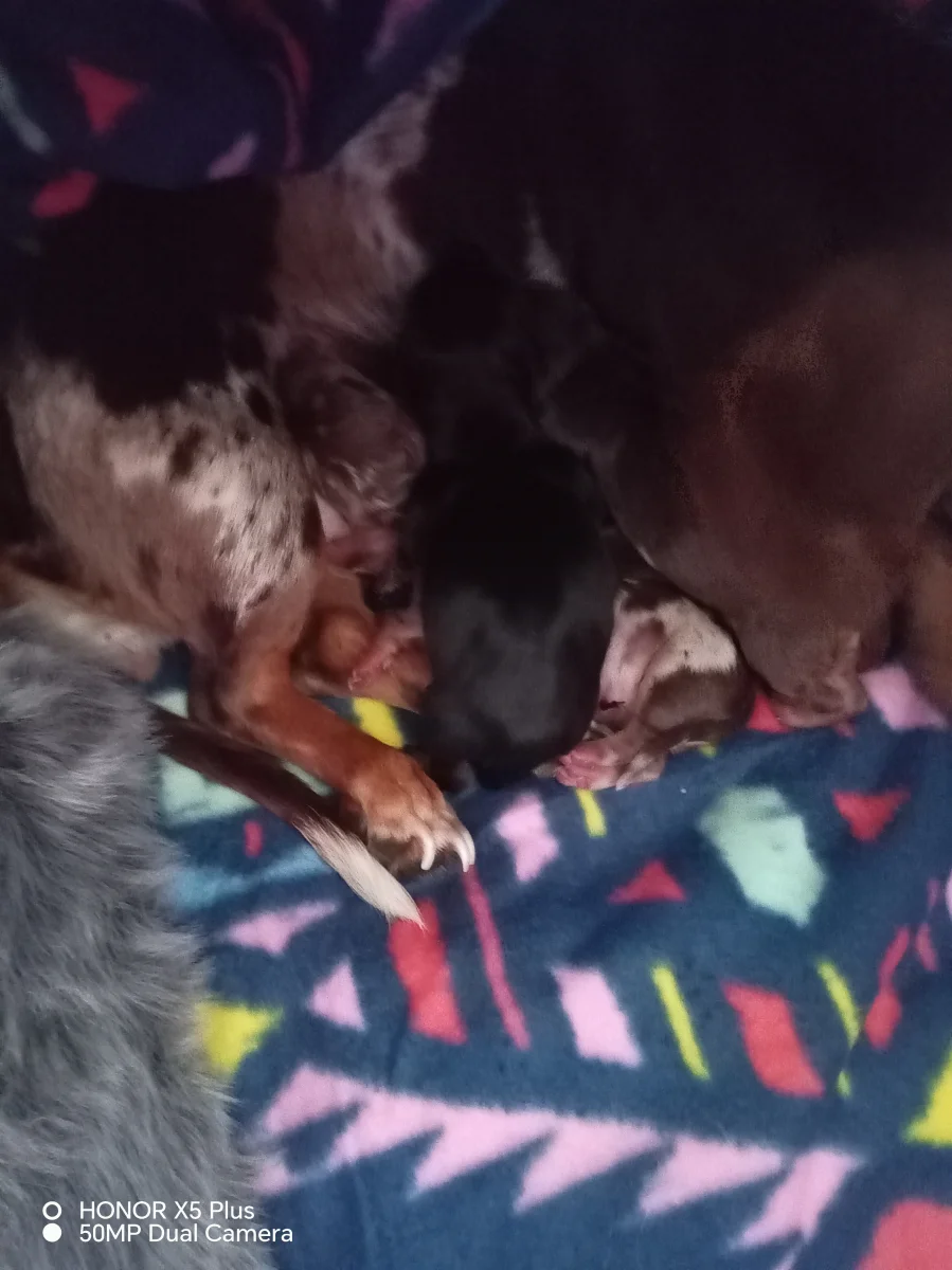 Miniature Dachshund puppy