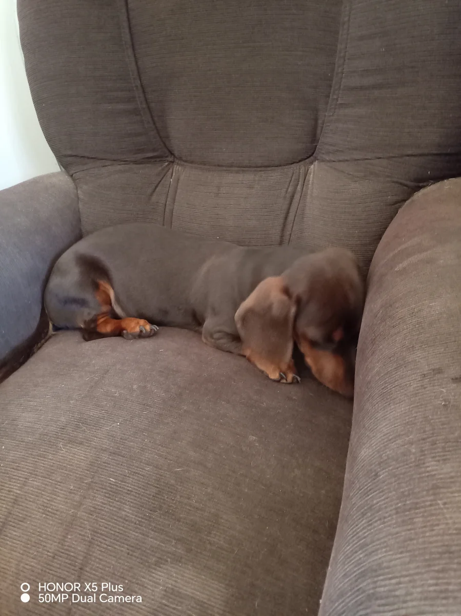 Purebred Miniature Dachshund pup